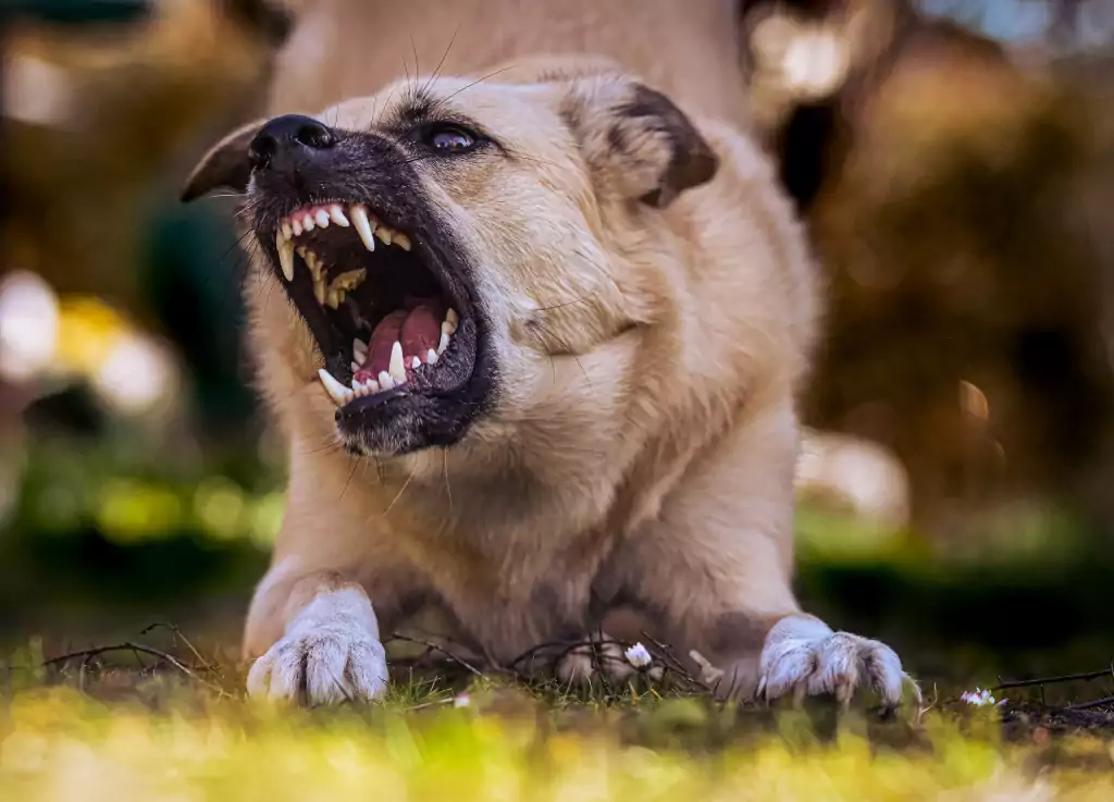 West Coast Trial Lawyers, the best dog bite attorneys